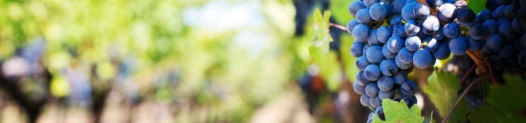 EuroCave | Wijn in de horeca wijnkasten wijnrekken wijnkoeling